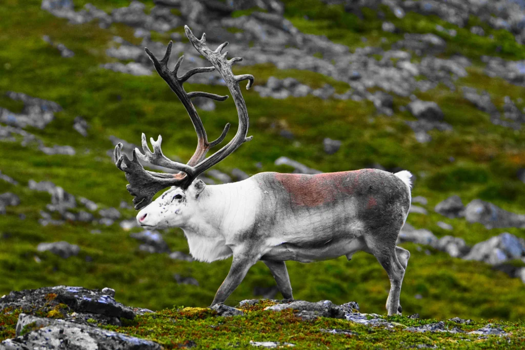 Reindeer, Nordkinn Peninsula, Troms og Finnmark, Norway